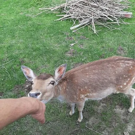 Dom Na Polanie Дом отдыха *